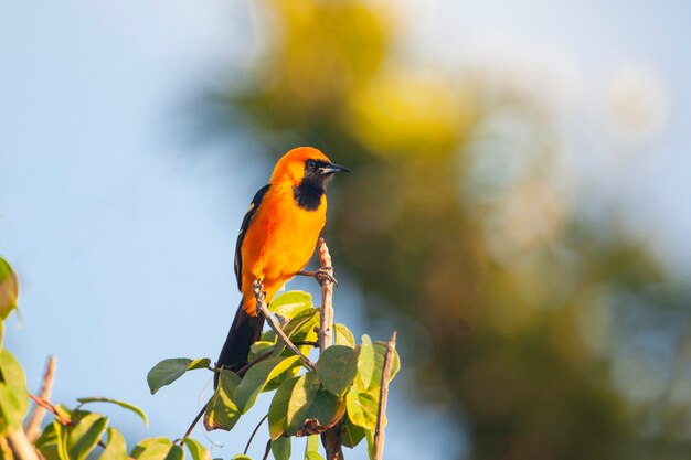 New World oriole Filmed on the Yucatan Peninsula