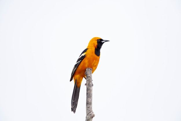 New World oriole Filmed on the Yucatan Peninsula