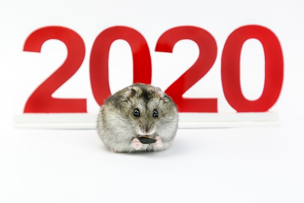 New Year. 2020 year of the mouse 