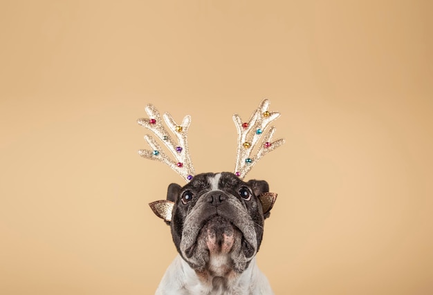 New year and Christmas concept with dog wearing reindeer choirs leash against light colored background