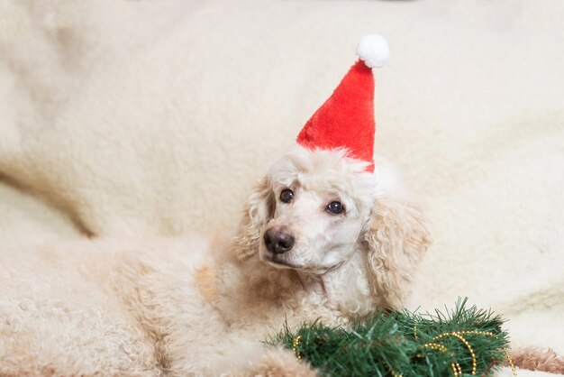 新年のクリスマスと新年の帽子をかぶった犬がソファのクリスマス ツリーの花輪の近くにあります。