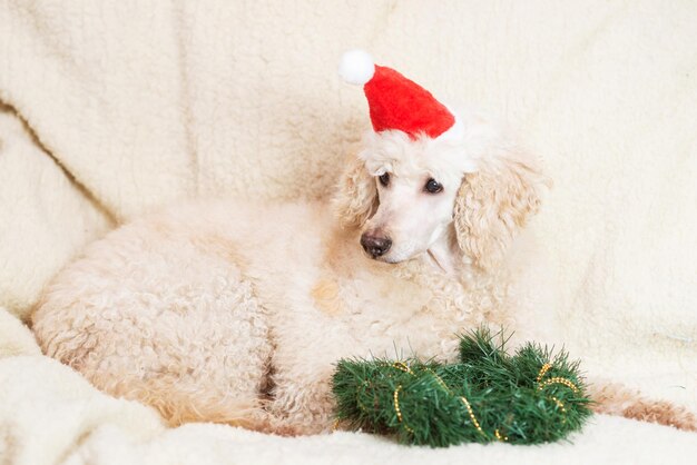 New Year Christmas and a dog in a New Year's hat lies near the Christmas tree wreath on the sofa