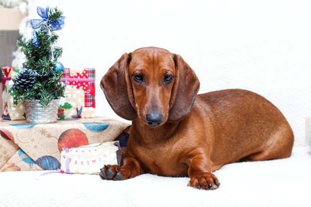 新年のクリスマスの服を着た犬