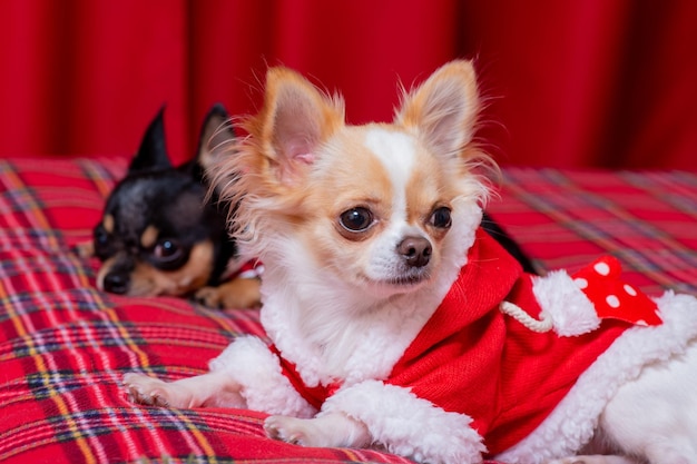 正月クリスマス ペット黒と白の 2 つのミニ チワワ犬は赤い毛布の上のソファに横たわっています。