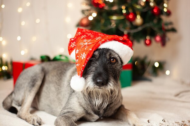 New year concept, christmas. Funny dog with a beard in a santa claus hat on the background of garlands and a christmas tree.