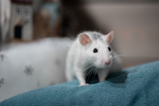 New Year concept. Cute white domestic rat in a New Year's decor. The symbol of 2020 is a rat