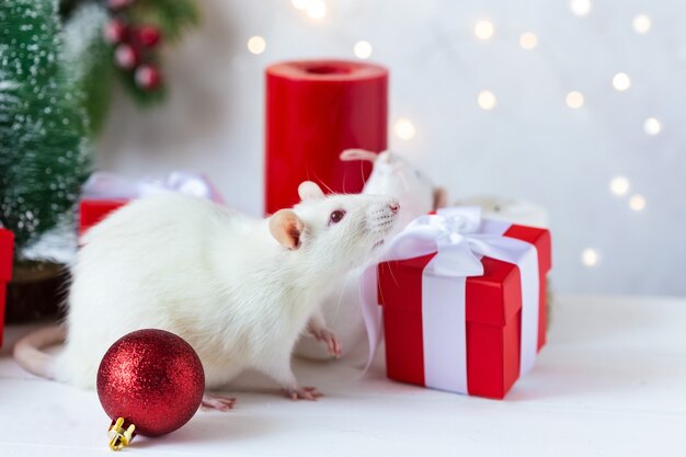 New Year . Cute domestic rat in a New Year's decor. Symbol of the year 2020 is a rat.