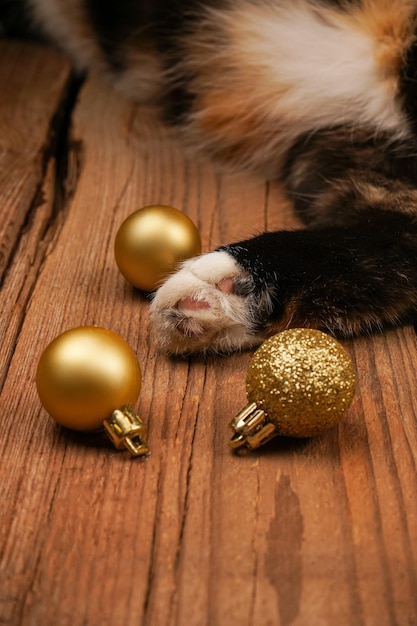 New year holiday background a cat lies on a wooden background christmas cat with christmas balls and decorations winter season decoration for greeting cards christmas