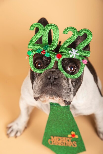 Фото Новогодний вид сверху собаки в очках с надписью 2022 и зеленым галстуком