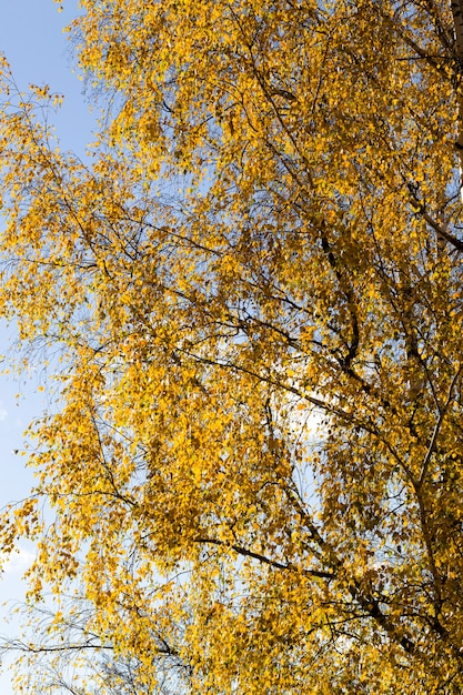 秋の公園の白樺の葉の新しい黄色