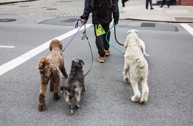 New york city dog walker. dieren en hun baasjes in de straten van de grote stad. de honden in de straten van nyc.