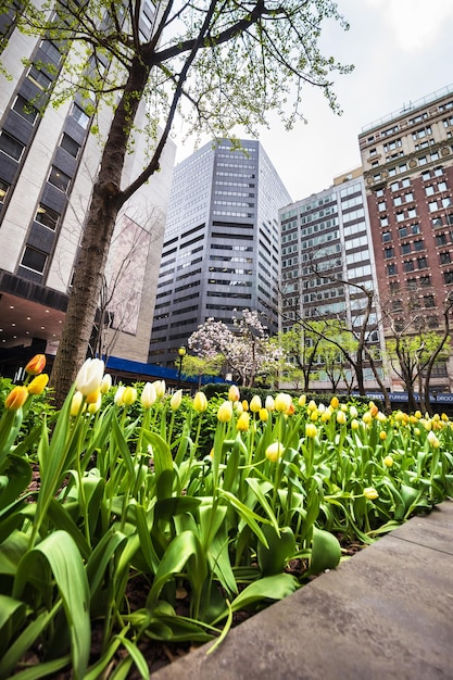 New York, Verenigde Staten - 24 april 2015: Witte en gele tulpen bloeien in Midtown Manhattan, New York, NYC, Verenigde Staten. Wolkenkrabbers op de achtergrond.