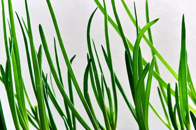 Foto nuovi giovani germogli verdi piantine o piume di cipolle closeup per lattuga e per il cibo