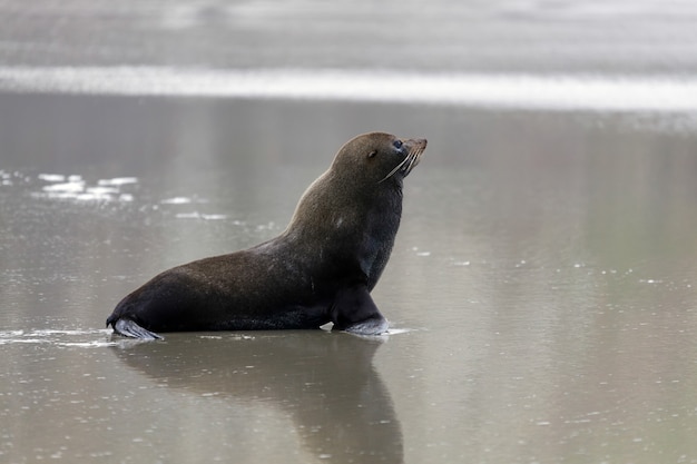 Otaria della nuova zelanda (arctocephalus forsteri)