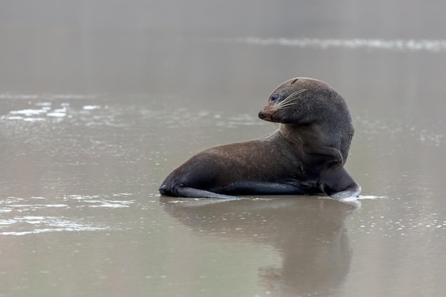 ニュージーランドオットセイ（Arctocephalus forsteri）