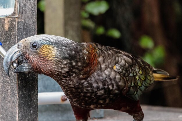 Photo new zealand kaka