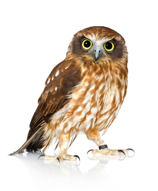 New Zealand owl on white