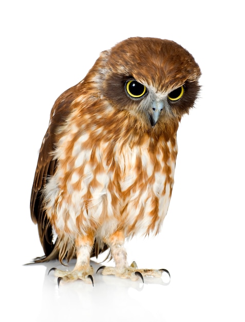 New Zealand owl on white