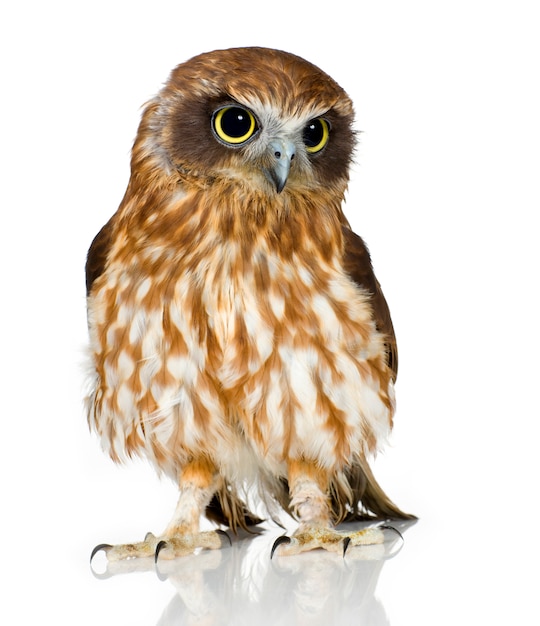 New Zealand owl on white