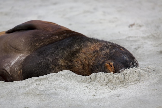 Leone marino della nuova zelanda (phocarctos hookeri) che dorme sulla sabbia