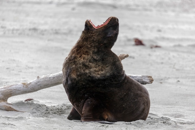 New Zealand Sea Lion (Phocarctos hookeri)