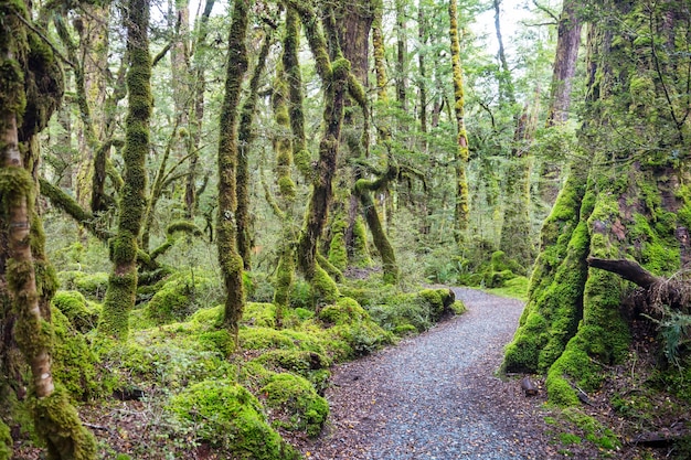 Foresta tropicale della giungla della nuova zelanda.