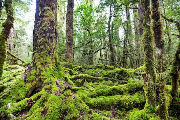 New Zealand tropical jungle forest.