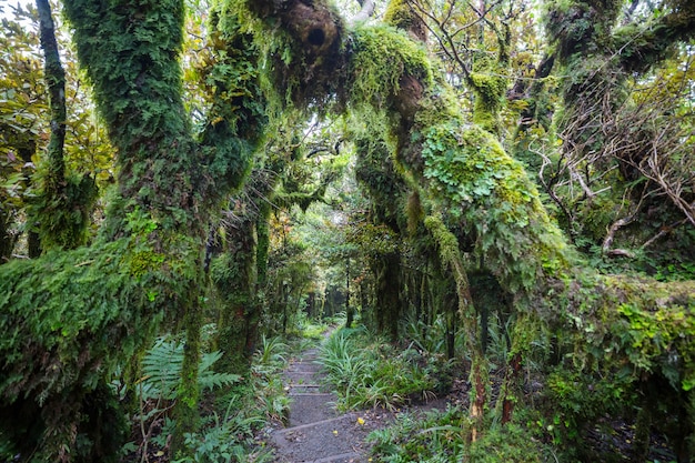 New Zealand tropical jungle forest.