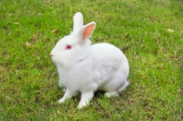 New zealand white rabbit on green grass