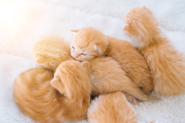 Newborn baby red cat sleeping on funny pose group of small cute\
ginger kitten domestic animal sleep and cozy nap time comfortable\
pets sleep at cozy home selective focus