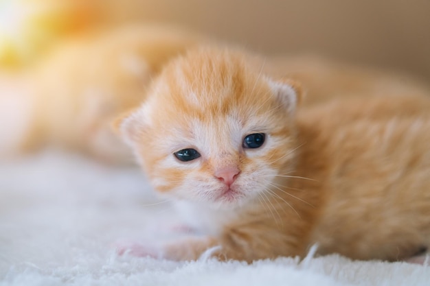 小さなかわいい生姜子猫家畜睡眠の面白いポーズグループで眠っている生まれたばかりの赤ちゃん赤い猫