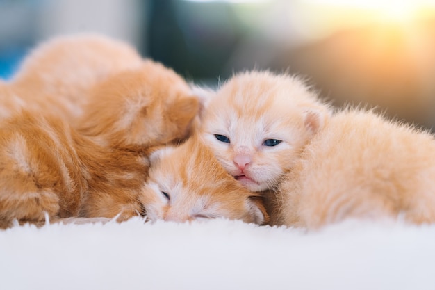 Newborn baby red cat sleeping  selective focus