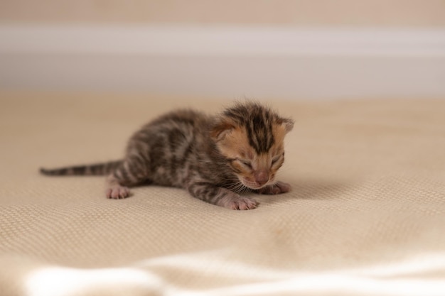 A newborn Bengal kitten with its eyes still closed on a beige blanket