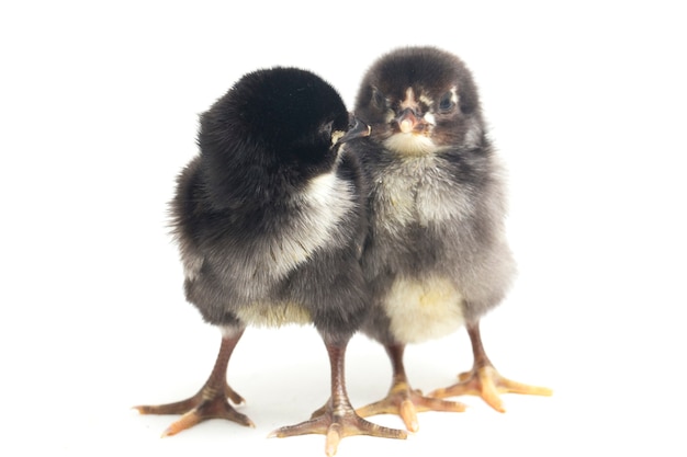 newborn black chicks on white