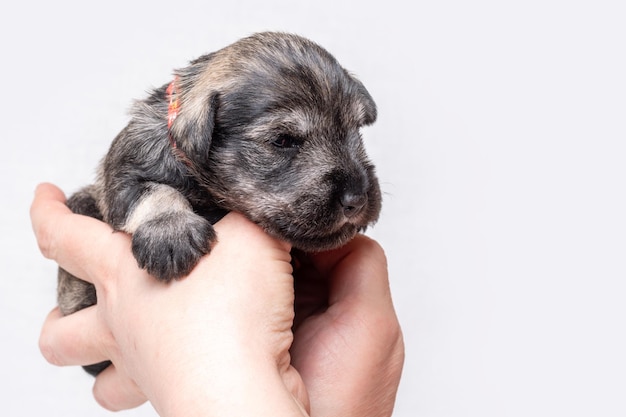 生まれたばかりのブラインド ミニチュア シュナウザーの子犬は、飼い主の腕の中で眠ります。子犬は獣医によって検査されています。