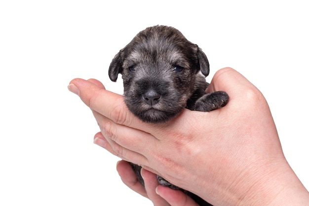 生まれたばかりのブラインド ミニチュア シュナウザーの子犬は、飼い主の腕の中で眠ります。子犬は獣医によって検査されています。