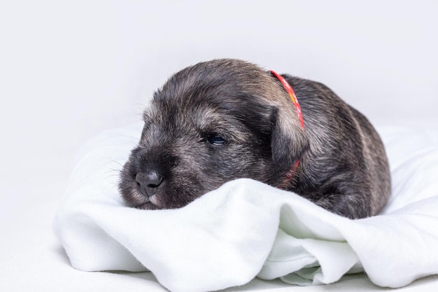 A newborn blind Miniature Schnauzer puppy sleeps curled up on a white blanket Funny little puppy