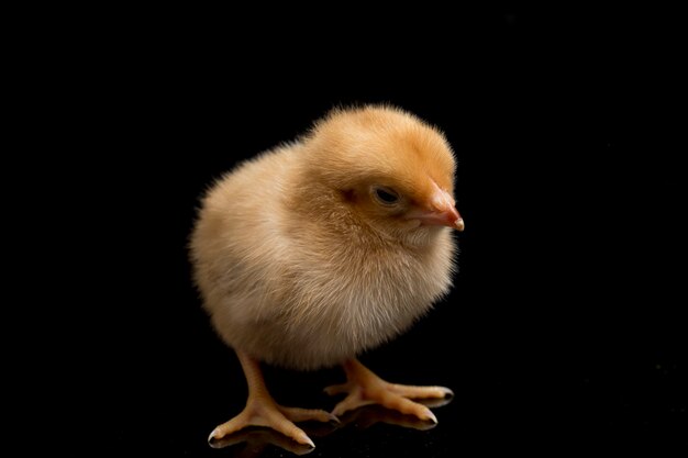 A newborn brown chick on black background