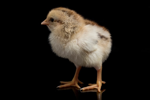 Новорожденный коричневый цыпленок на черном фоне