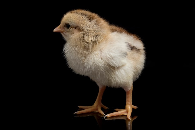 A newborn brown chick on black background