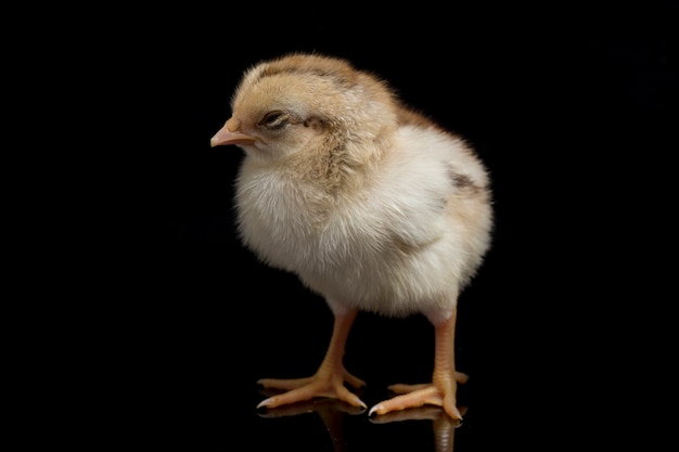 A newborn brown chick on black background