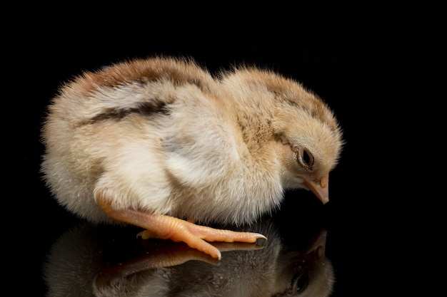 A newborn brown chick on black background