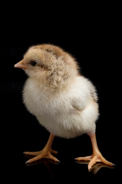 A newborn brown chick on black background