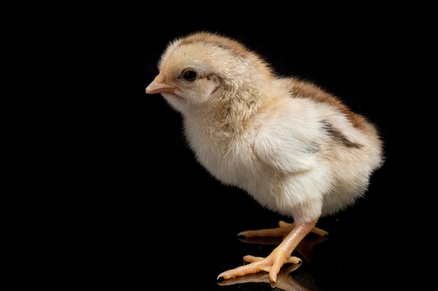 A newborn brown chick on black background