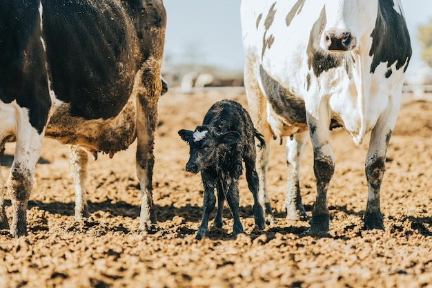 畜産農場で他の牛と一緒に歩いている新生子牛。動物