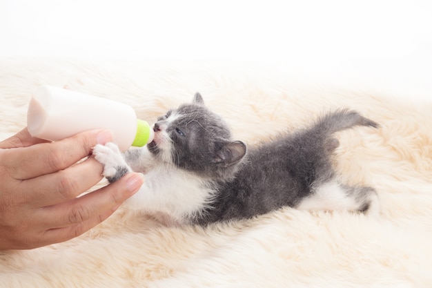 Newborn cat drinking milk from the bottle