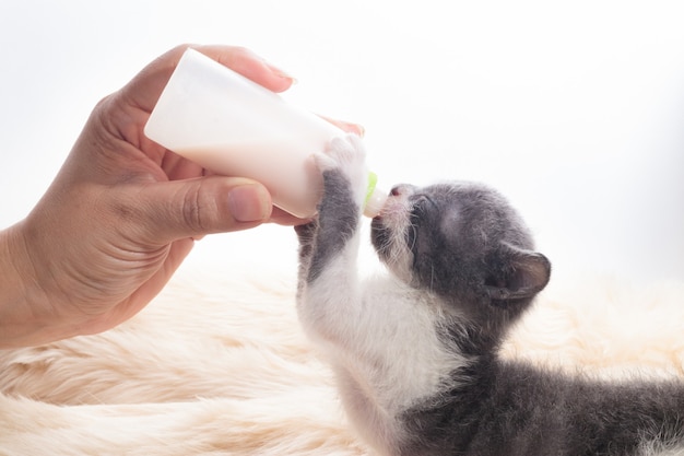 ボトルからミルクを飲む新生猫