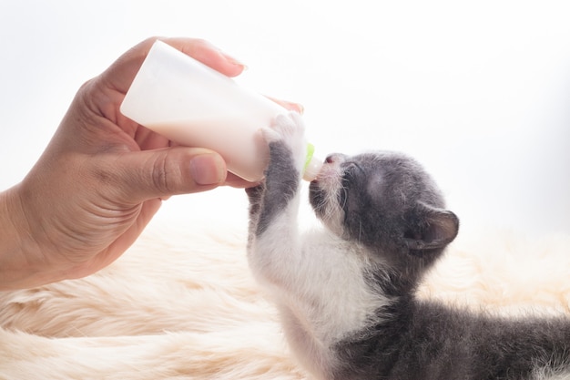 Newborn cat drinking milk from the bottle