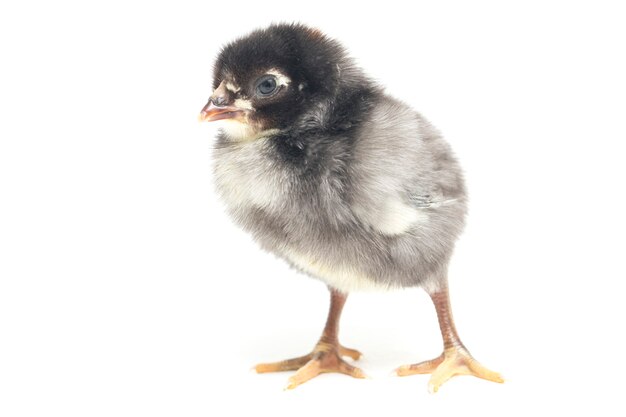 Новорожденный цыпленок на белом фоне