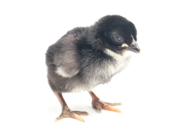 A newborn chick on white background